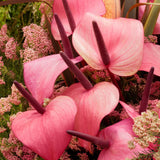 Pink Anthurium Live Plant, Miniature Blooming Plant, 4 Inch Pot