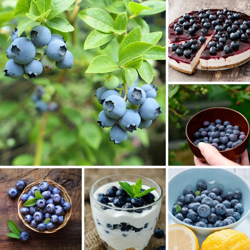 2 Legacy Blueberry Plant Live, Blueberry Bushes Plant, 4-7 Inch Tall