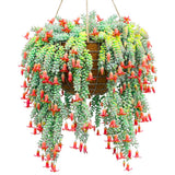 Cotyledon Pendens Succulent Live Plant, Cliff Cotyledon Plant, 2 Inch Pot
