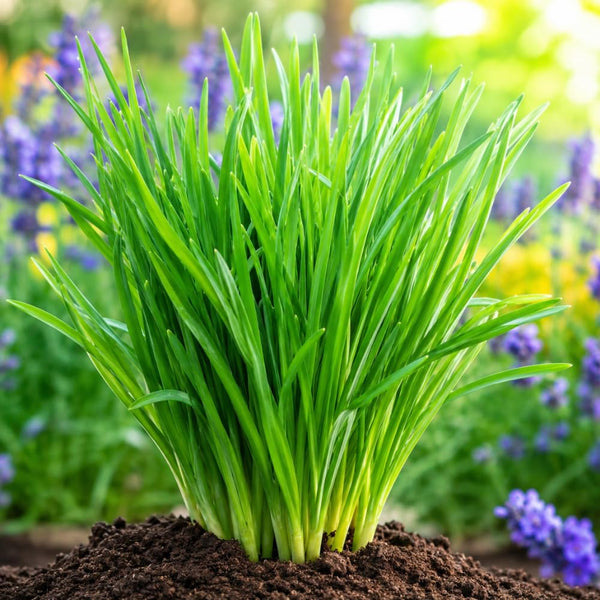 Set 3 Chives Roots for Planting, Garlic Chives Starter Plant