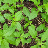 Epazote Plant Live, Fragrant Herb, 4-7 Inch Tall, 4 Inch Pot