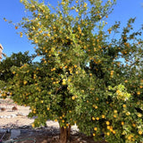 Lemon Live Plant, Container Citrus Tree Plant, 2 Ft Tall, 1 Gallon Pot
