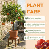 Orange Tree Live Plant, Blood Orange Tree, 1-2 Ft Tall