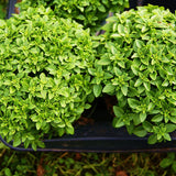 3 Sweet Greek Basil Plants Live, Ready to Grow Plant, 3-6 Inch Tall