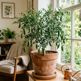 Green Finger Lime Tree, Finger Lime Fruit Tree, 1 Gallon Pot