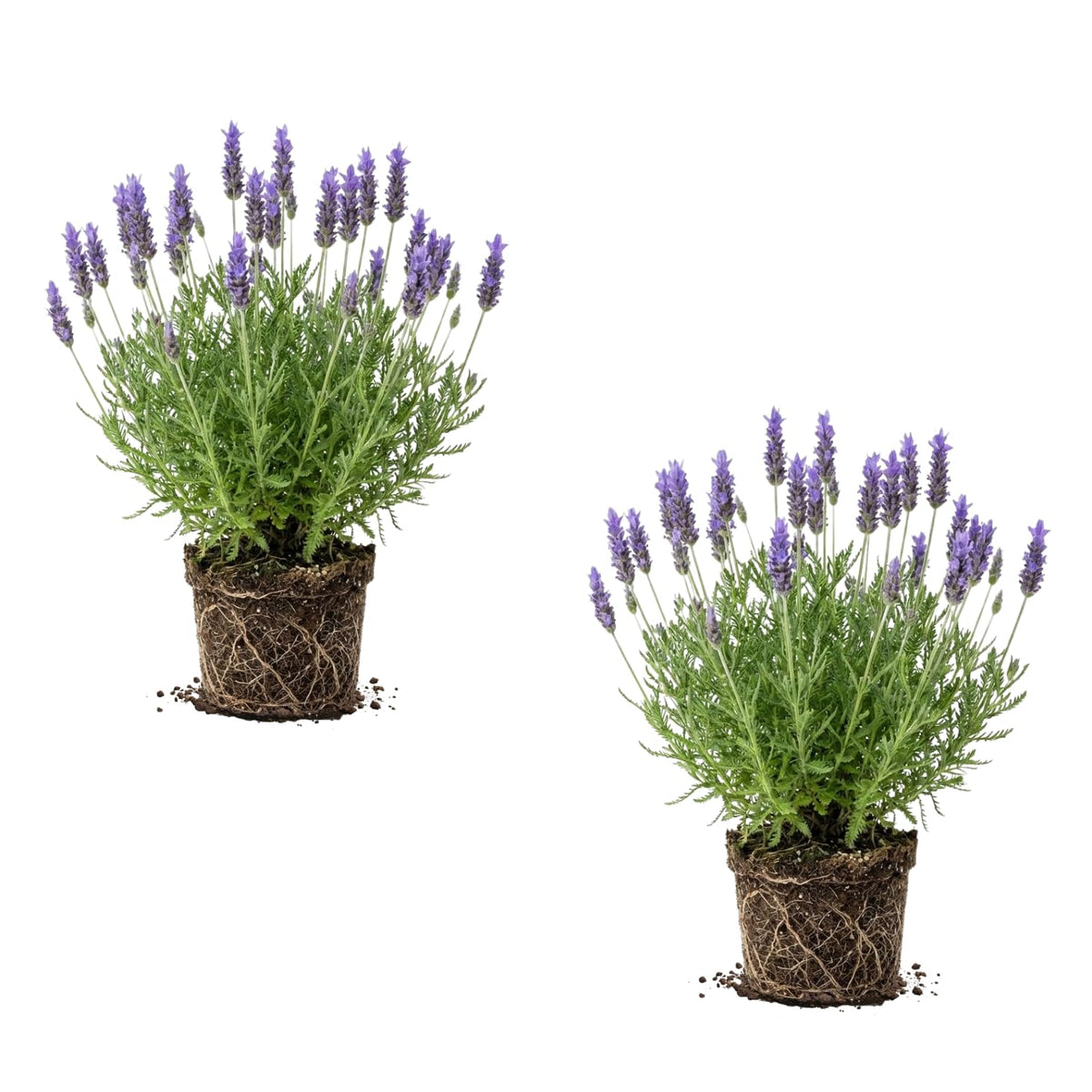 2 Blue Lavender Live Plants, Starter Plant, 4-7 Inch Tall