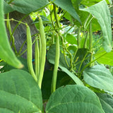 Green Bean Live Plants in 4" Pot, 3-6" Seedlings, Vegetable Starter Plants