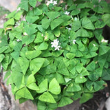 Green Shamrock Oxalis Live Plant, Indoor Decor Plant, 3.5 Inch Pot