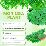 2 Moringa Oleifera Trees Live Plants, Drumstick Tree Plant, 4-6 Inch Tall