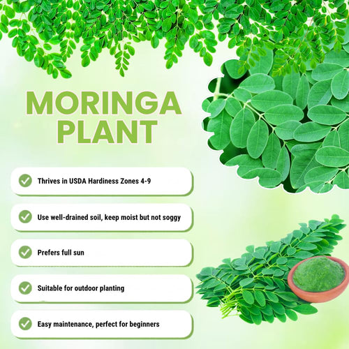 2 Moringa Oleifera Trees Live Plants, Drumstick Tree Plant, 4-6 Inch Tall