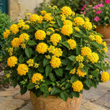 2 Yellow Lantana Plants Live, Lantana Flower Plant, 4-6 Inches Tall