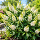 White Butterfly Bush Plant Live, Fragrant Buddleia for Planting, 5-9" Tall
