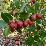 2 Strawberry Guava Live Plants, Sweet Guava Plant, 4-6 Inch Tall