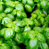 Sweet Basil Plant Live, Kitchen Garden Herb, 4 Inch Pot