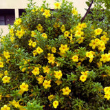 2 Deep Yellow Mandevilla Plants Live, Live Starter Plant, 4-6 Inch Tall
