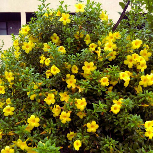 2 Deep Yellow Mandevilla Plants Live, Live Starter Plant, 4-6 Inch Tall