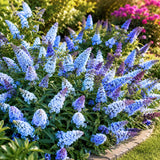 Light Blue Butterfly Bush Plant, Fragrant Buddleia for Planting, 5-9" Tall