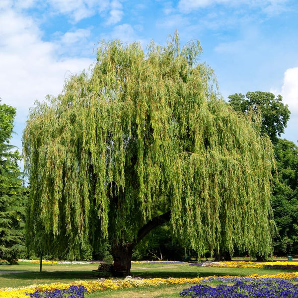 2 Willow Live Trees, 1-2 Ft Tall