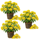 3 Yellow Cassia Live Plants, Cassia Plant Live, 4-6 Inch Tall