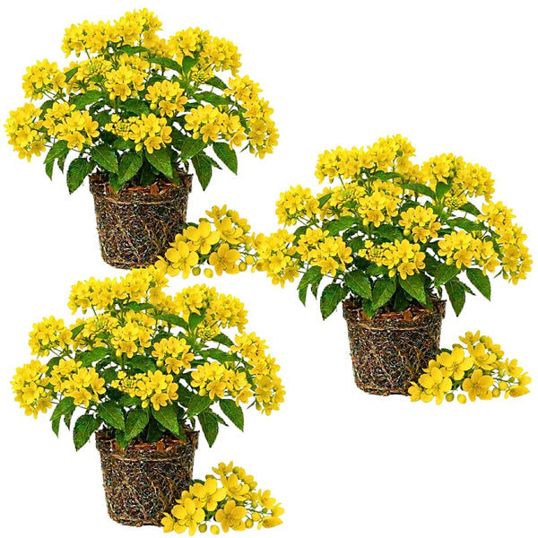 3 Yellow Cassia Live Plants, Cassia Plant Live, 4-6 Inch Tall
