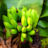 Dwarf Cavendish Banana Plant Live, Banana Tree, 4-7 Inch Tall, 4 Inch Pot