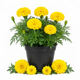 Yellow African Marigold Flower Live Plant, 5-7 Inch Tall, 4 Inch Pot