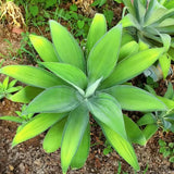 Attenuata Agave Live Plant, Architectural Succulent, 6-8 Inch Tall