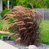 2 Pack Red Fountain Grass Plants, 4–6 Inches Tall