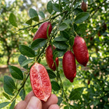 Red Finger Lime Tree, Finger Lime Fruit Tree, 1 Gallon Pot