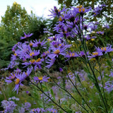 Set 2 Lilac Blue Aster Starter Plant, Live Aster Plant 3-5" Tall