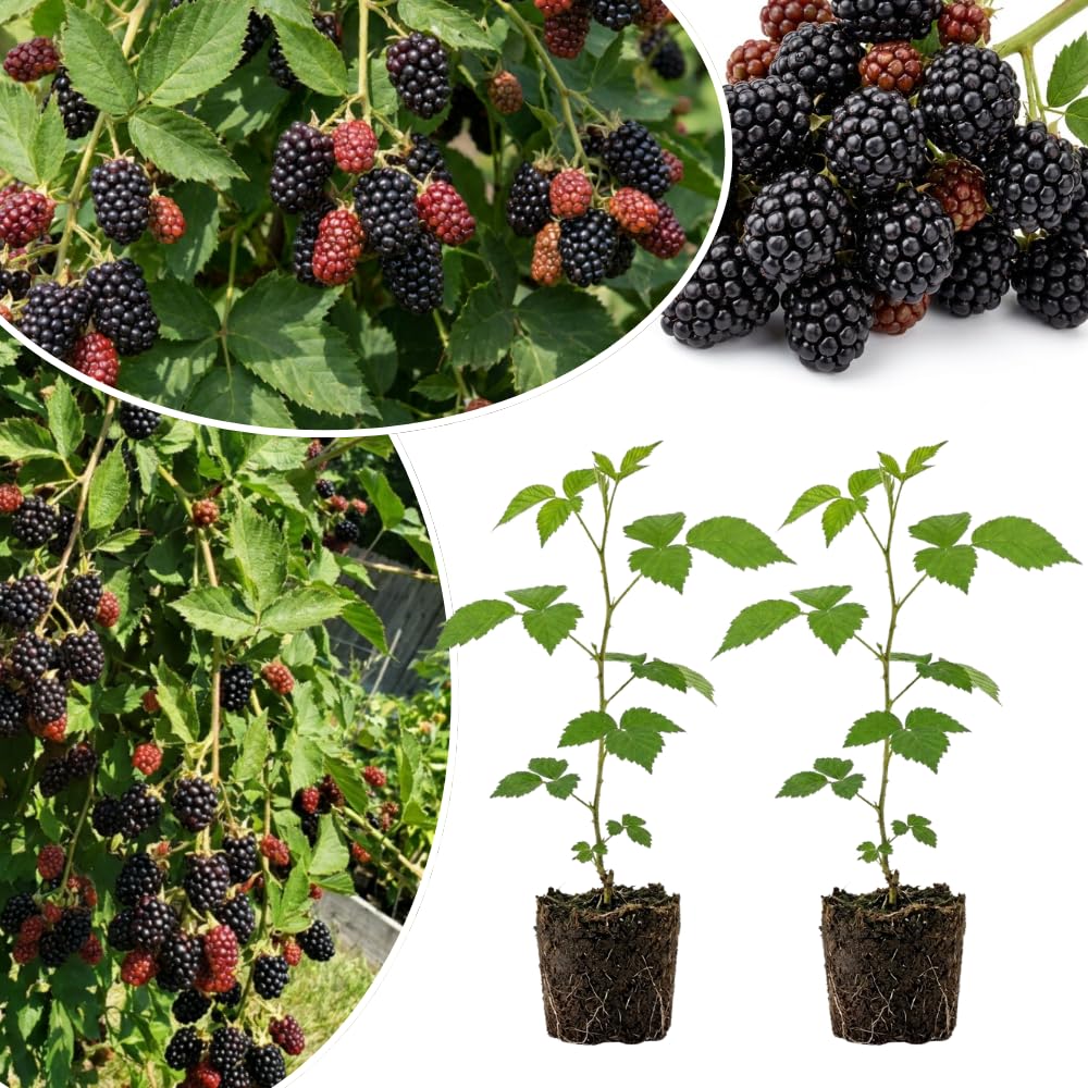2 Arapaho Black Berry Plants Live, Blackberries Fruit Tree, 4-6 Inch Tall
