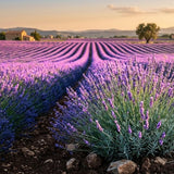 Purple Lavender Live Plant, 3.5 Inc Pot, Fragrant Herb Plant, 4-8 Inc Tall