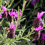 Spanish Lavender Plant Live, Fragrant Flower Plant, 3 Inch Pot