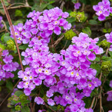2 Purple Lantana Live Plants, Hanging Basket Flower, 4-6 Inch Tall