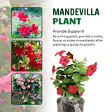 2 Bright Red Mandevilla Live Plants, Mandevilla Live Plant, 4-6 Inch Tall