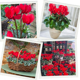 Red Cyclamen Plant Live, Indoor Outdoor Flower, 4 Inch Pot