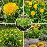 Yellow Dandelion Herb Live Plant, Herb Plant, 4-6 Inch Tall, 4 Inch Pot