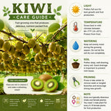 2 Hardy Kiwi Vine Live Plants, Edible Berry Vine Plant, 4-6 Inch Tall