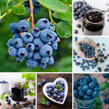 2 Elliott Live Blueberry Plants, Garden Plant, 4-7 Inch Tall