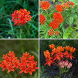 Pack 2 Orange Milkweed Live Plants, Asclepias Tuberosa Plant 4–6" Tall