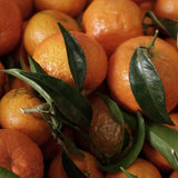 Sweet Tangerine Citrus Tree, Orange Tree Live Plant, 1-2 Ft Tall in Pot