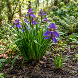 4 Purple Walking Iris Rhizomes for Planting, Heirloom Iris Plant