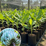 Ice Cream Banana Live Plant, Hardy Garden Plant, 4-6 Inch Tall