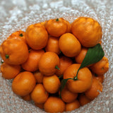 Orange Fruit Tree Plant, Sweet Citrus Plant, 1-2 Ft in Gallon Pot