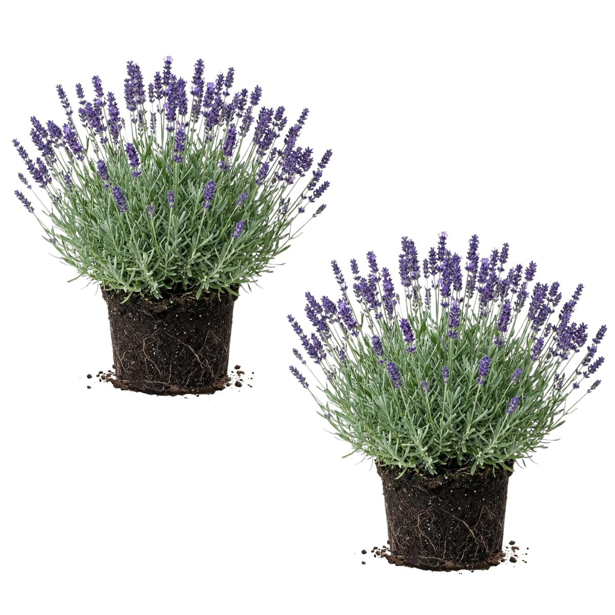 2 Phenominal Lavender Plants Live, Starter Plant, 4-7 Inch Tall
