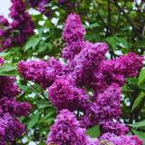 Purple Lilac Tree Live Plant, Fragrant Bloom Bush, 4 Inch Pot