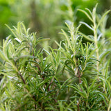 Blue Rosemary Live Plant, Rosemary Herb, 3-5 Inch Tall