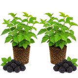 2 Sweet Blackberries Plant Live, Sweet Fruit, 4-7 Inch Tall