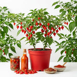 2PPP Biquinho Pepper Plants Live, 4-7 Inch Tall, 4 Inch Pot