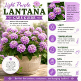 2 Purple Lantana Live Plants, Hanging Basket Flower, 4-6 Inch Tall
